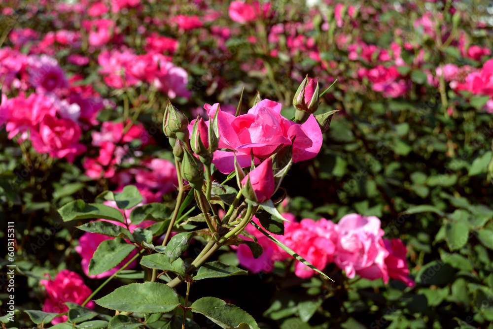 Pink rose