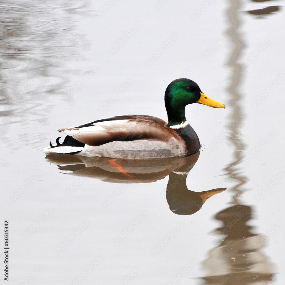 Obraz premium A wild duck