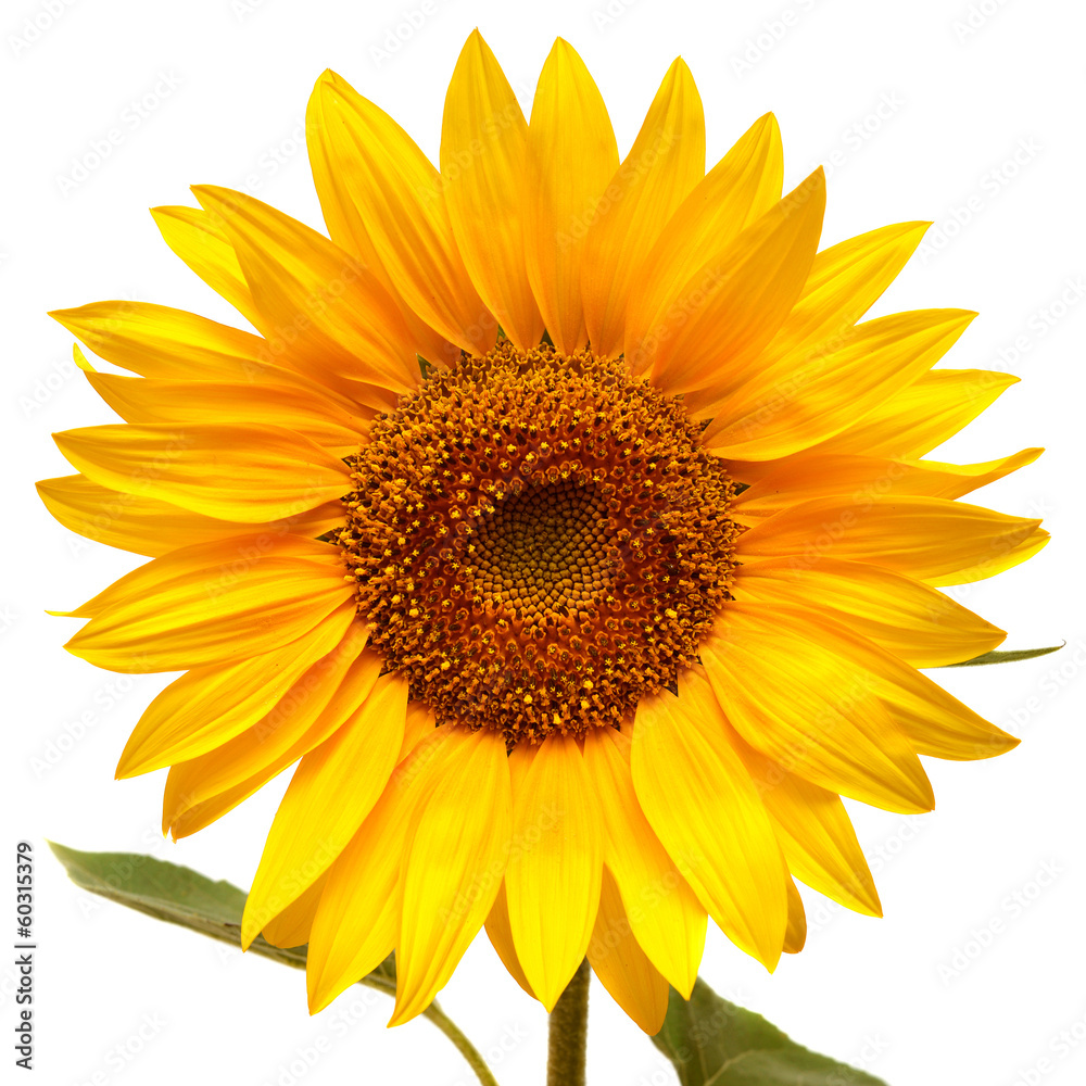 Fototapeta premium Sunflower