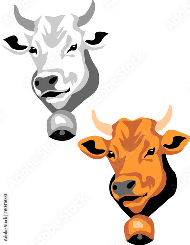 head of cow