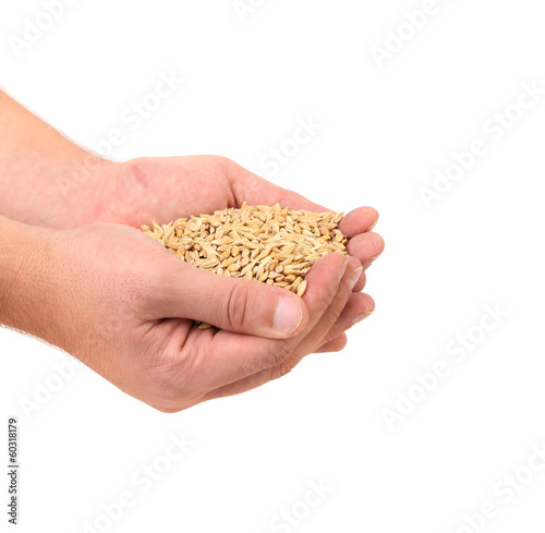 Handful of wheat grain.