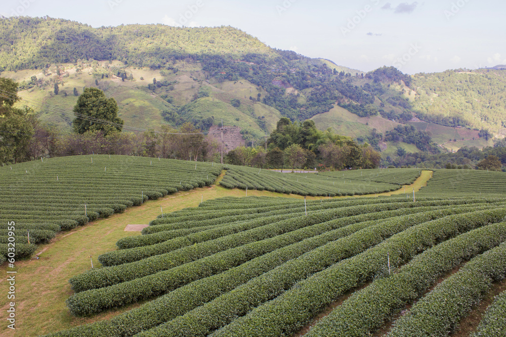 Green tea garden in Chiangrai, Thailand