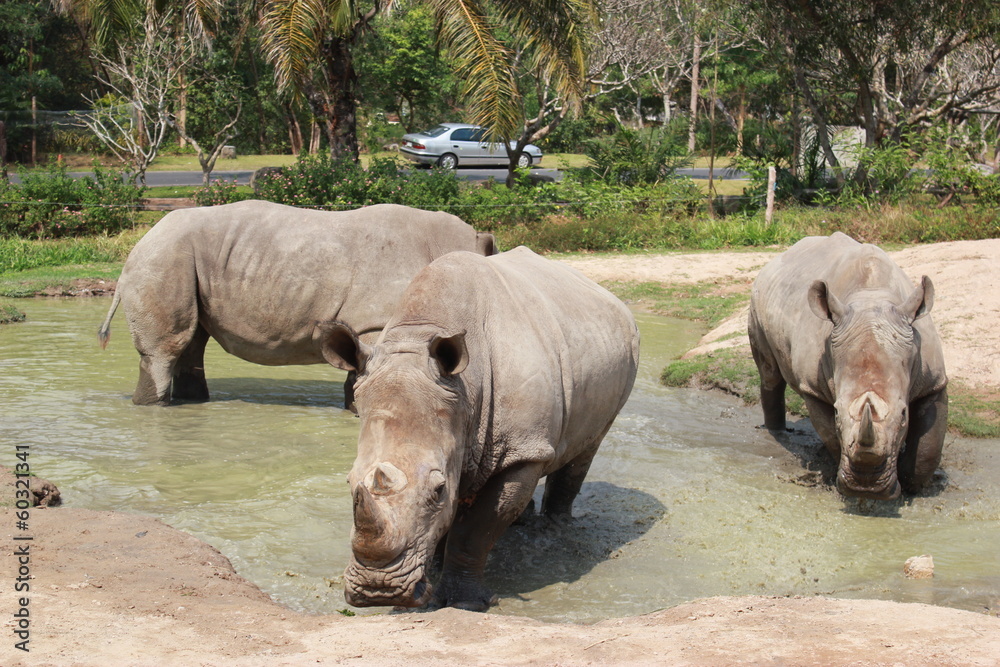 Naklejka premium Носороги прогуливаются по озеру