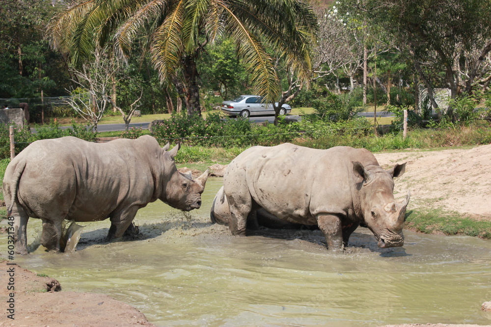 Fototapeta premium Носороги в жаркий день на маленьком озере