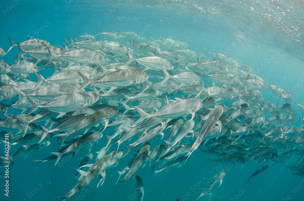 Fototapeta premium Trevally baitball