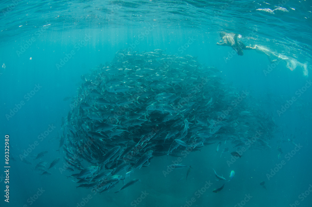 Naklejka premium Trevally baitball