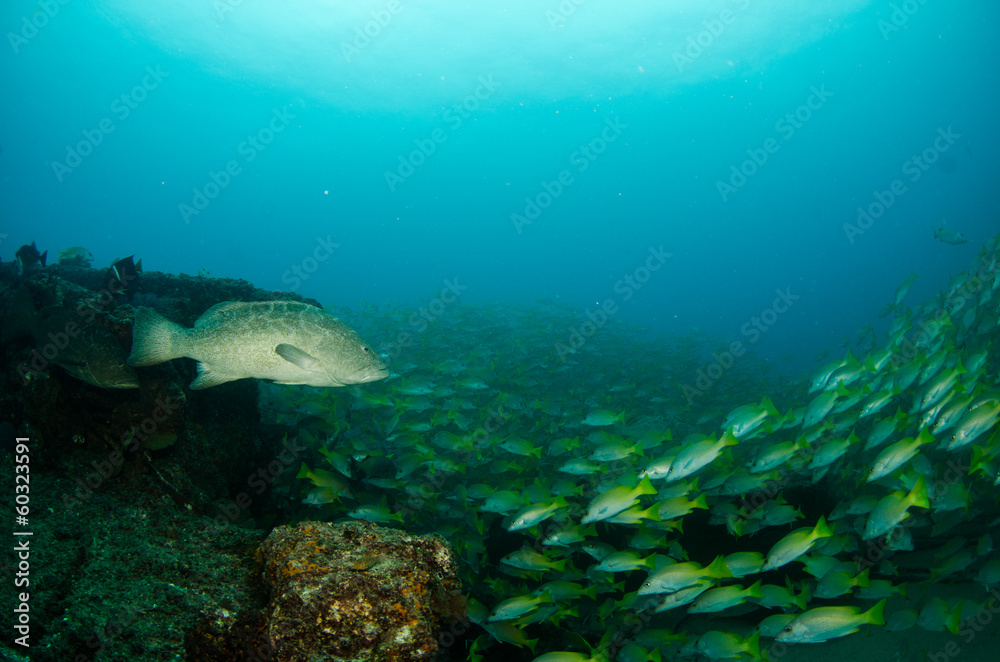 Grouper, pacific reefs. Grouper, pacific reefs.
