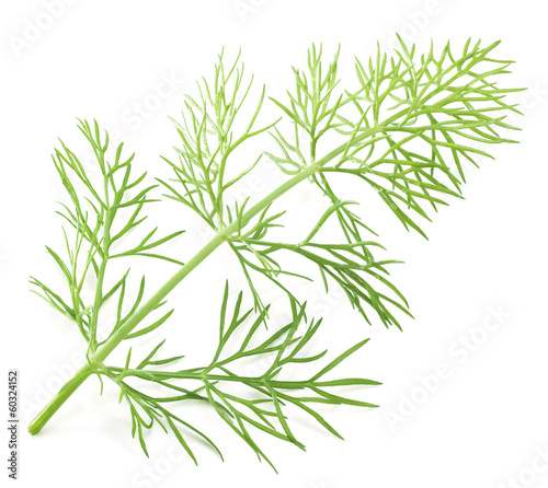 Green dill isolated on a white background.