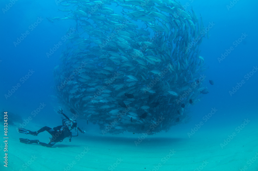 Fototapeta premium Trevally baitball