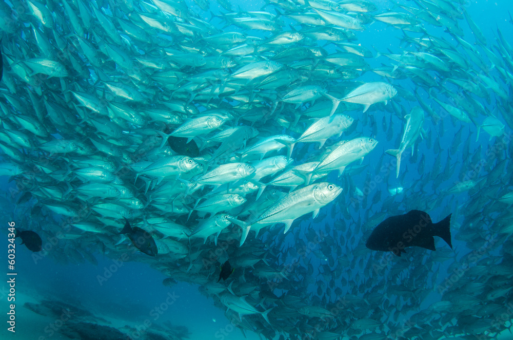 Fototapeta premium Trevally baitball