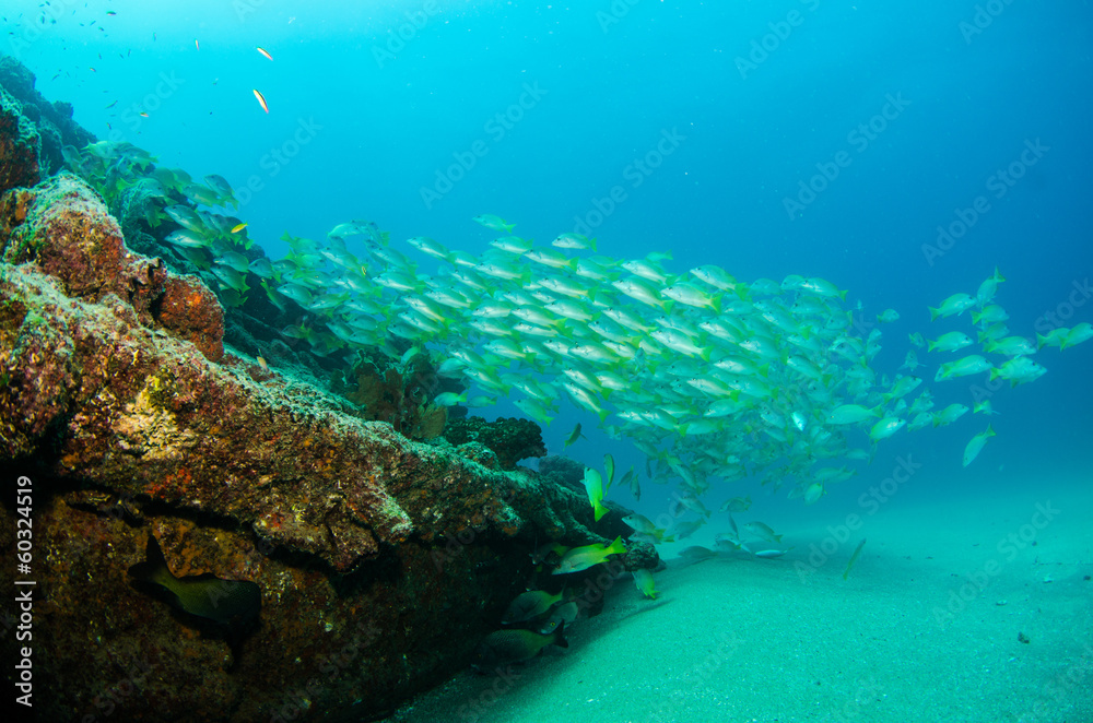 Fototapeta premium grunts and snapper, Baja california