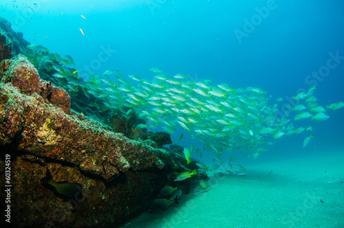 grunts and snapper, Baja california