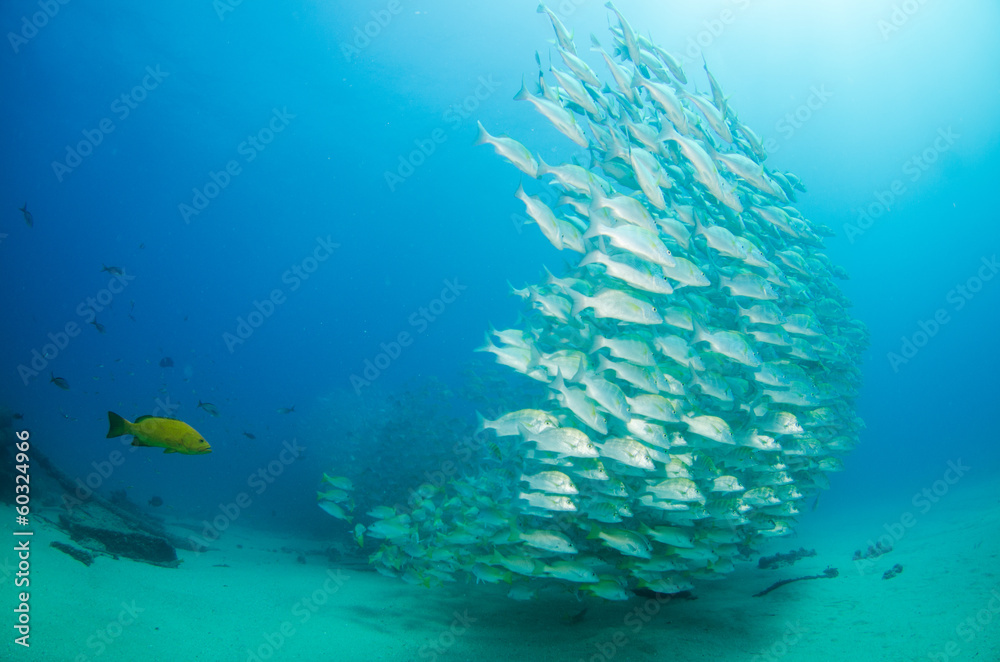 Fototapeta premium grunts and snapper, Baja california