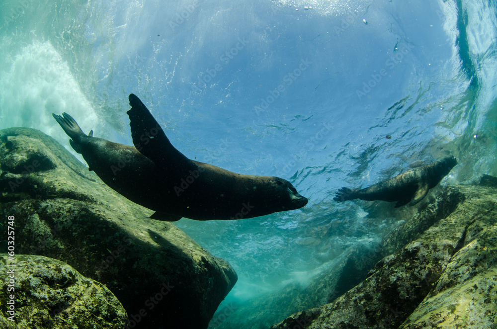 Fototapeta premium Californian sea lion (zalophus californianus)