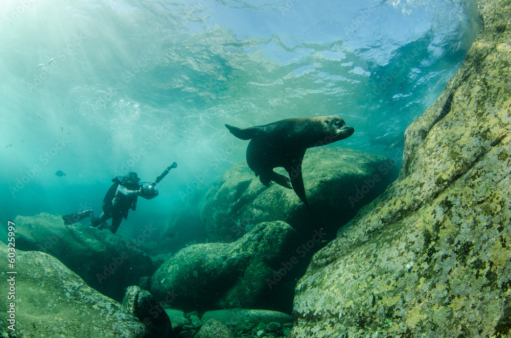 Fototapeta premium Californian sea lion (zalophus californianus)