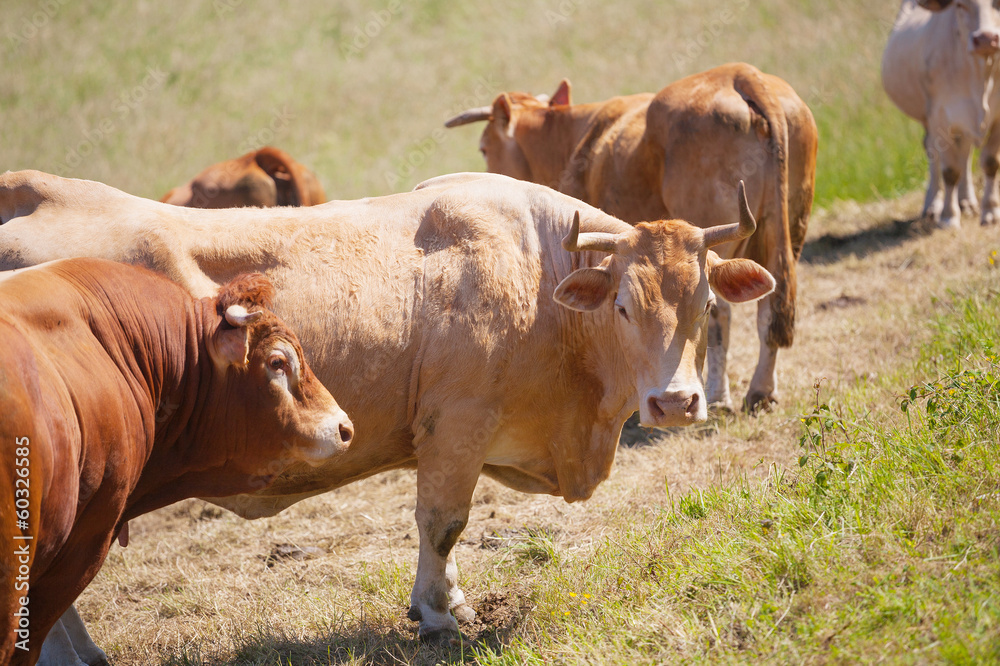 Cows grazing in a meadow Cows grazing in a meadow