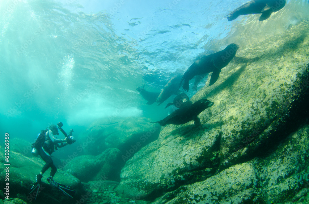 Californian sea lion (zalophus californianus) Californian sea lion (zalophus californianus)