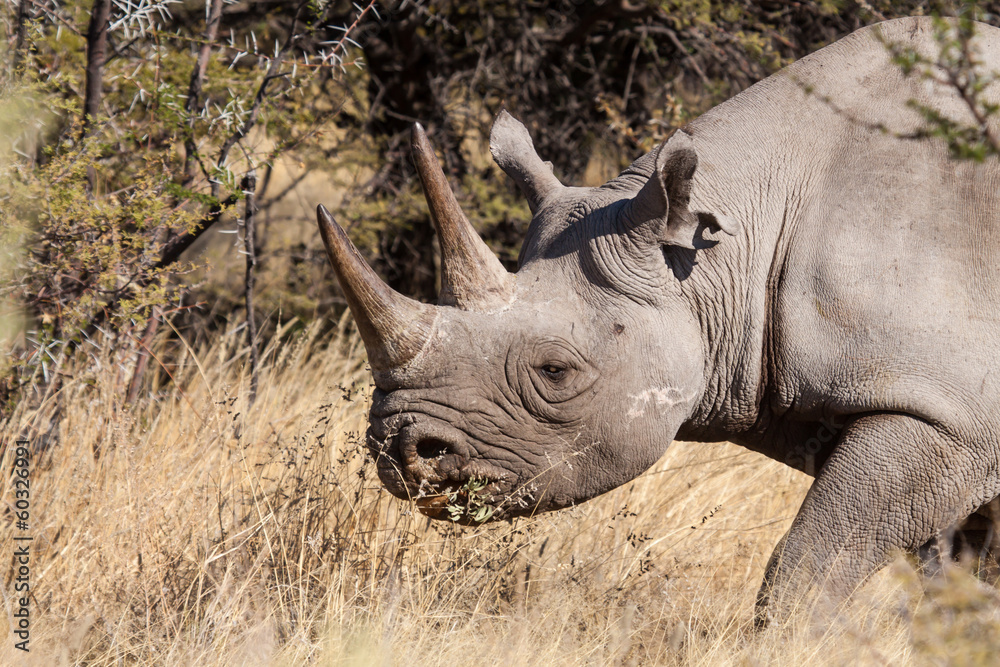 Fototapeta premium rhinoceros portrait
