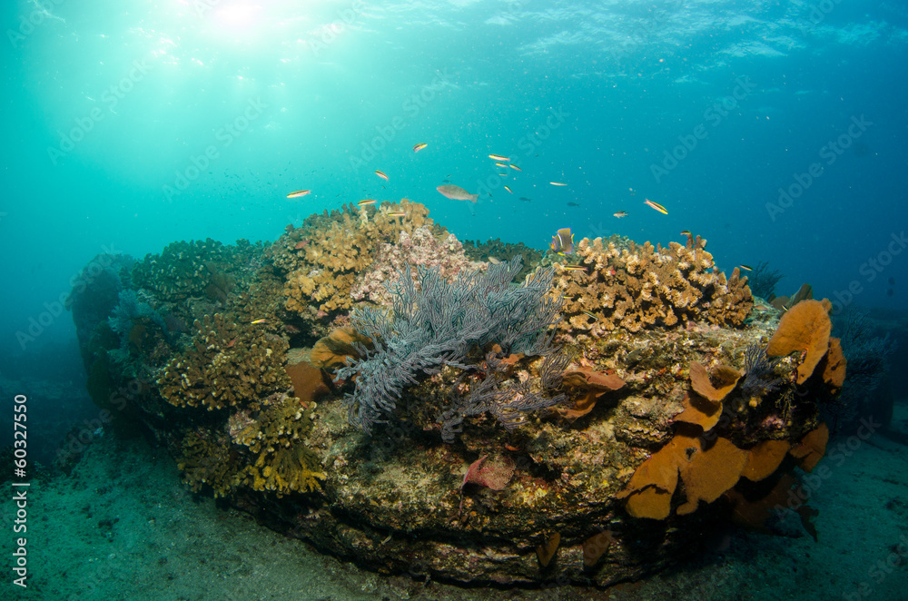 Fototapeta premium Pacific reefs