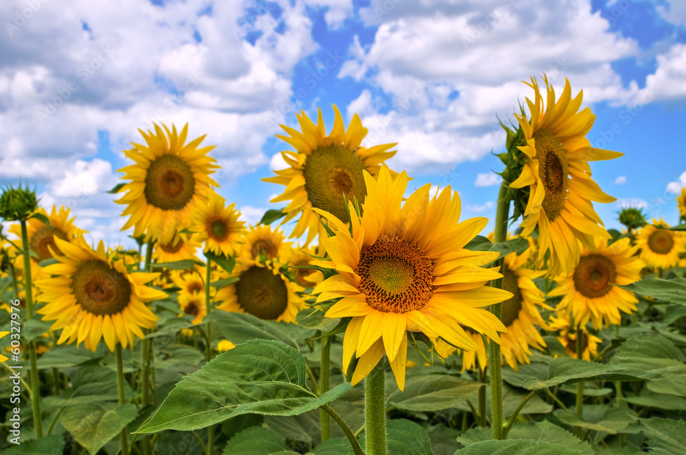 Sunflower field.