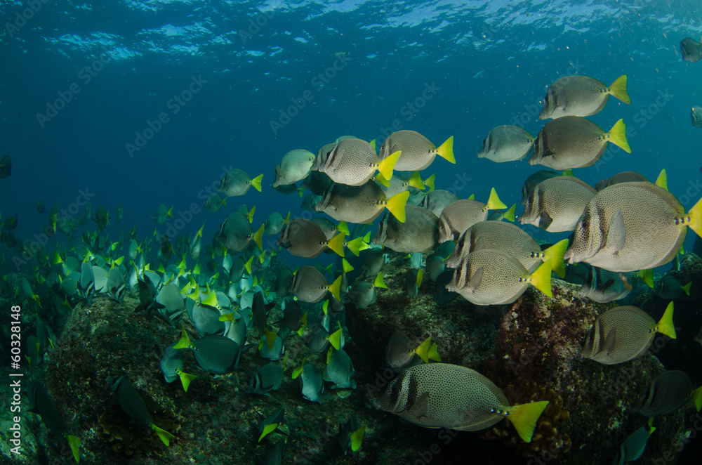 Fototapeta premium Surgeonfish, pacific reefs