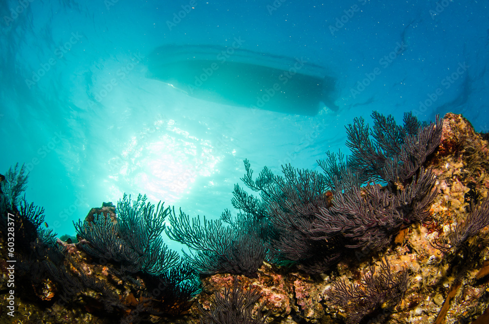 Fototapeta premium Pacific reefs