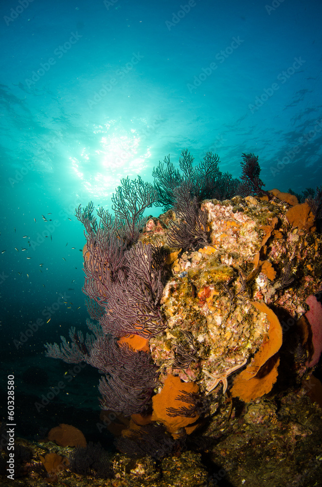 Fototapeta premium Pacific reefs