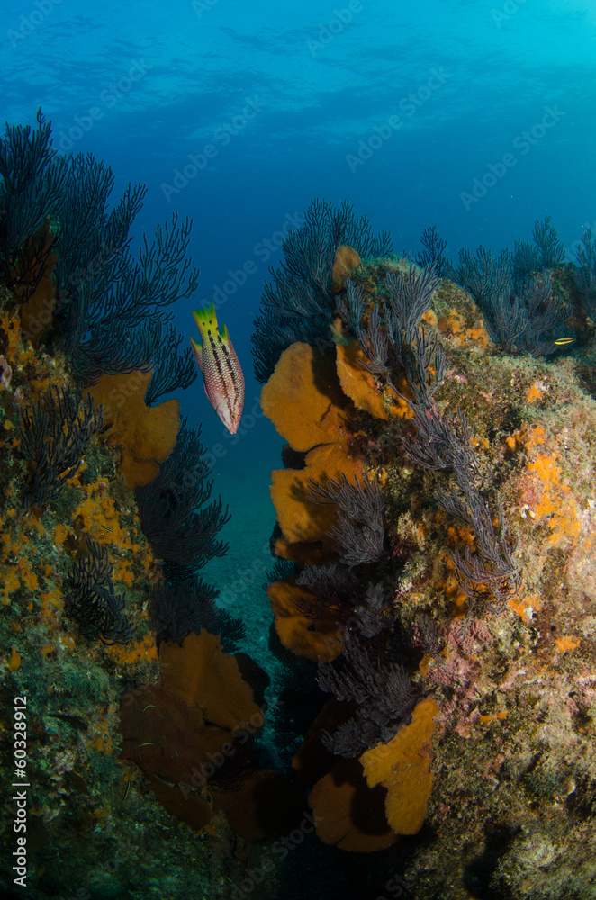 Fototapeta premium Pacific reefs