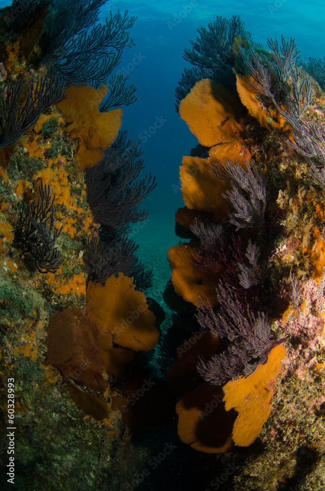 Fototapeta premium Pacific reefs