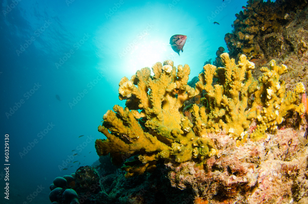 Fototapeta premium Pacific reefs