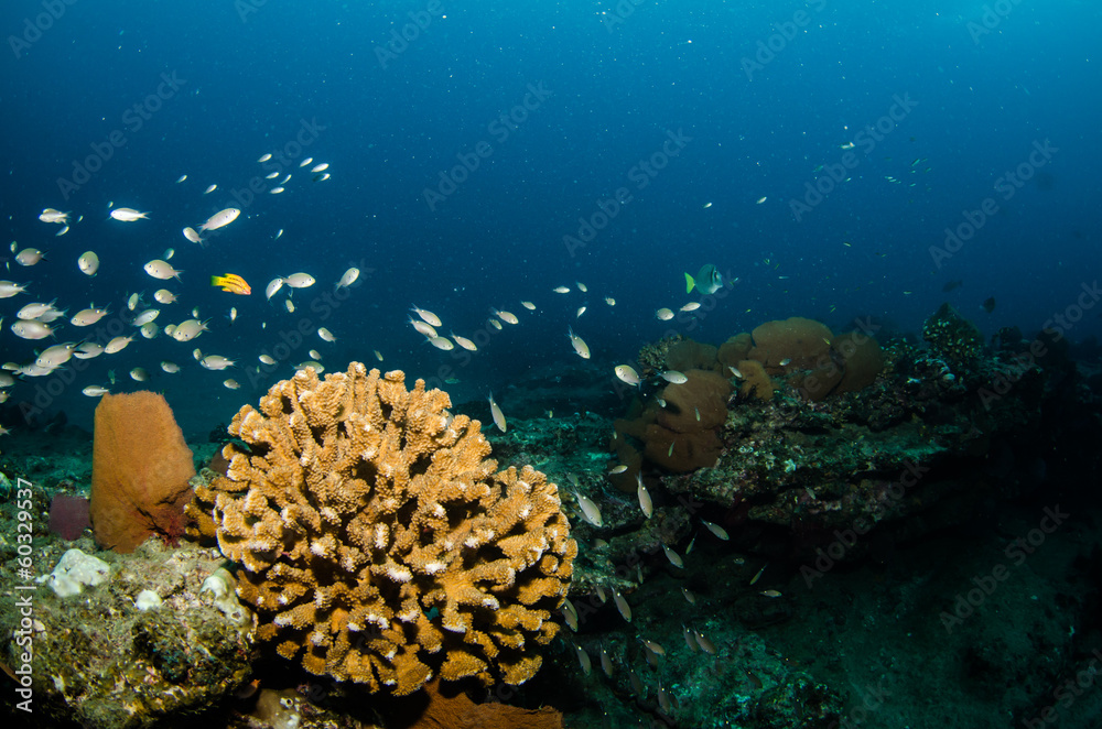 Fototapeta premium Pacific reefs