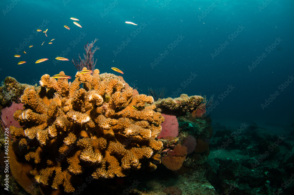 Fototapeta premium Pacific reefs