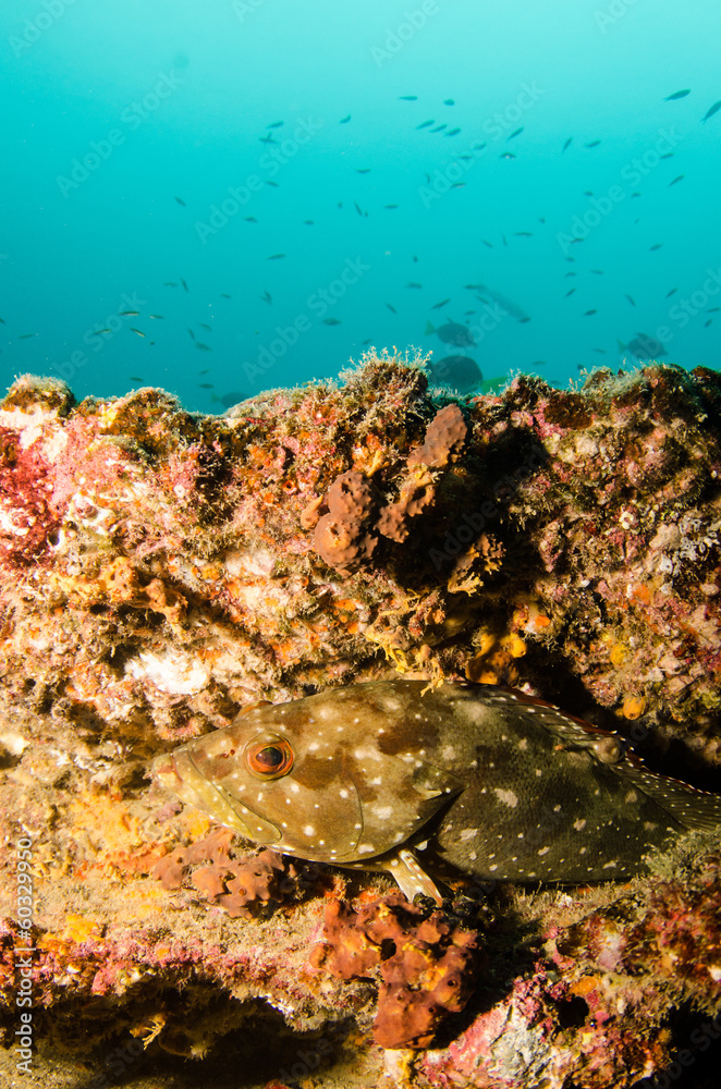 Fototapeta premium Pacific reefs