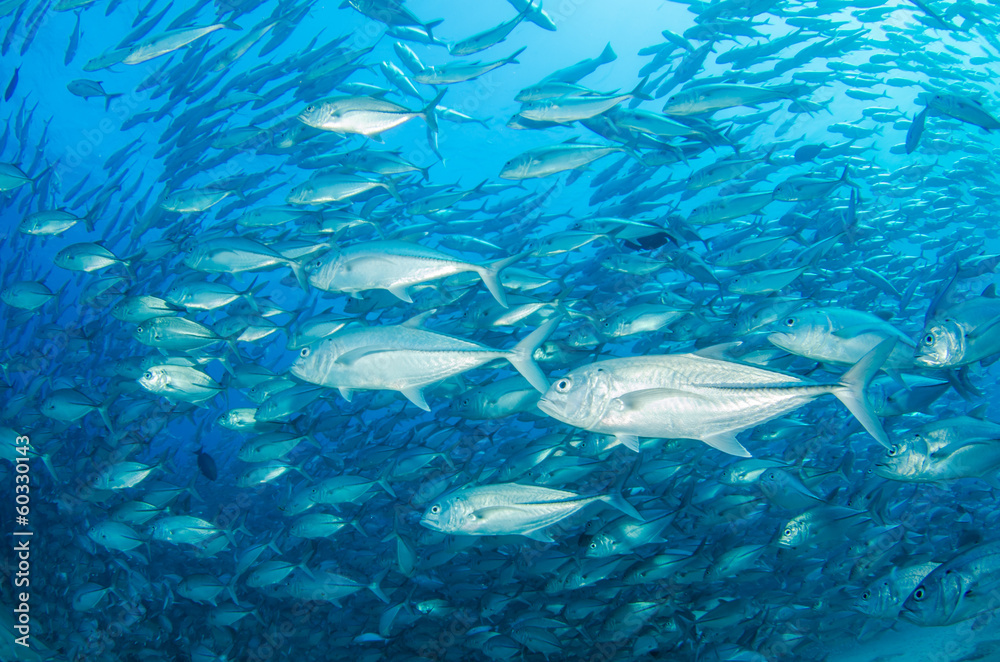 Obraz premium Trevally Baitball