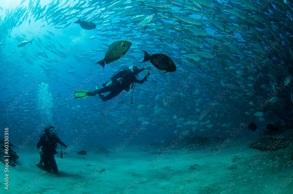 Fototapeta premium divers and Trevally Baitball, Cabo pulmo, mexico.
