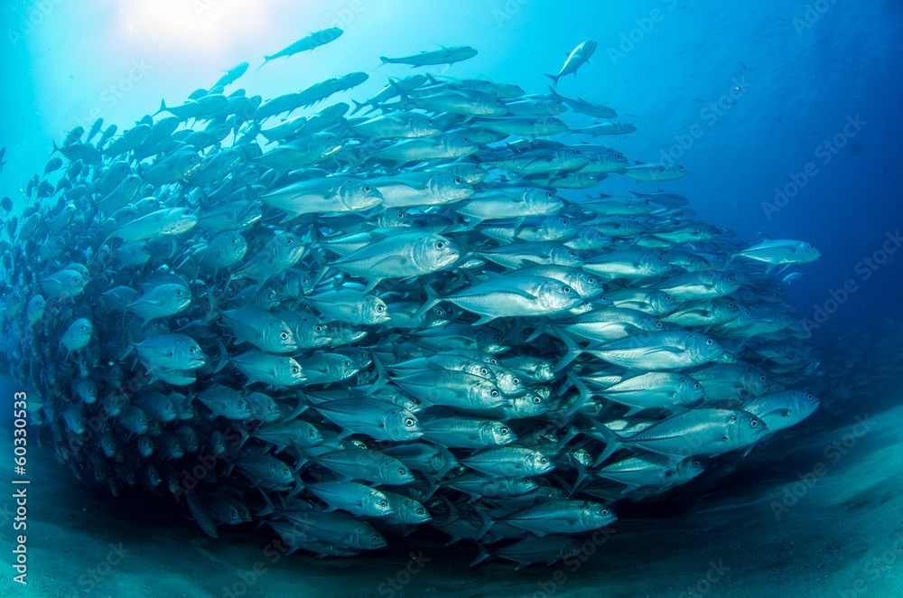 Fototapeta premium Trevally Baitball