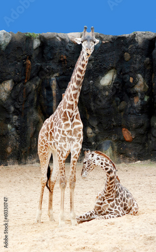 Giraffe Mom and Baby