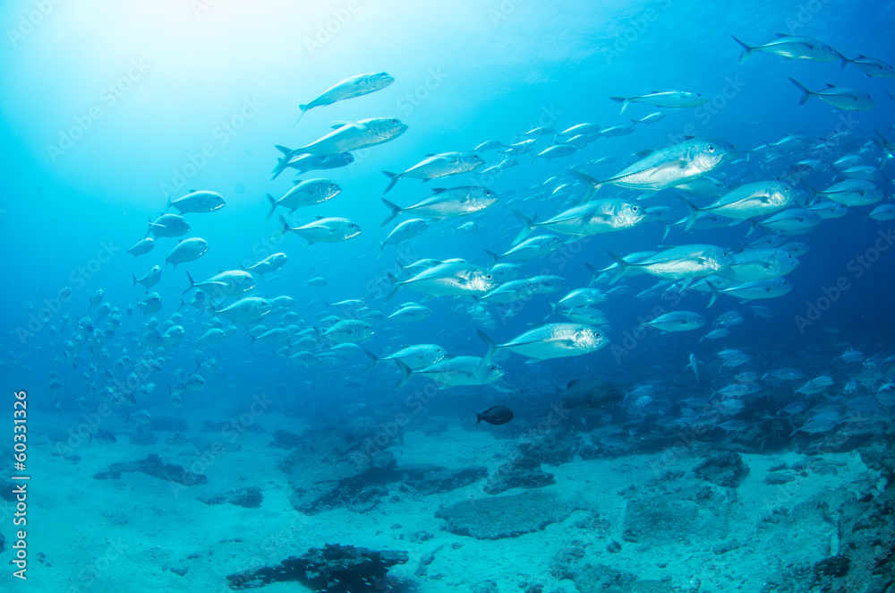 Fototapeta premium Trevally Baitball