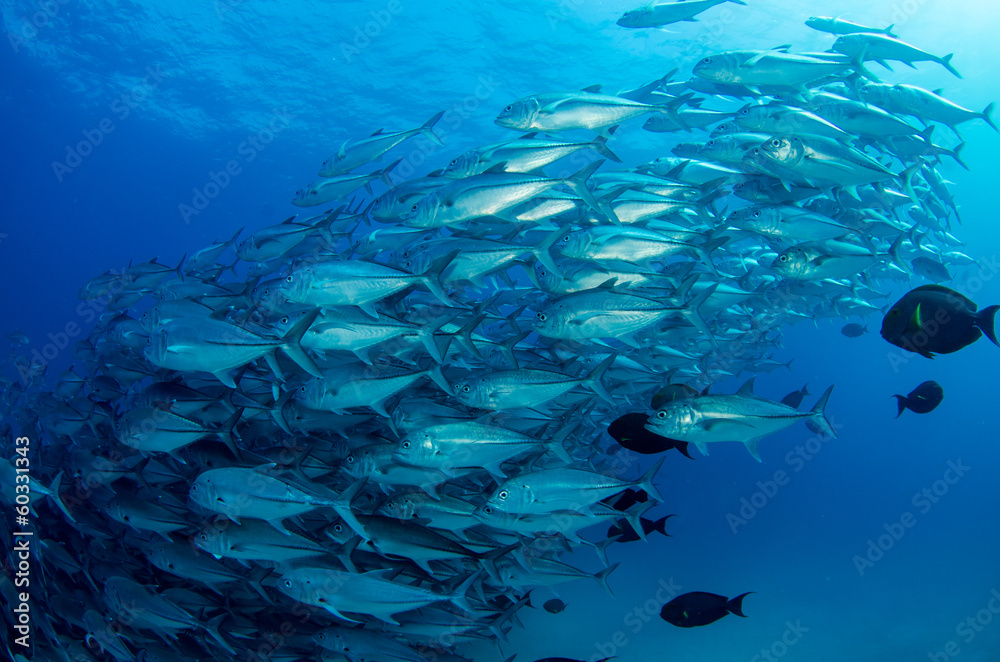 Fototapeta premium Trevally Baitball