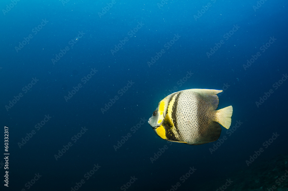 Obraz premium fish from the reefs of the sea of cortez