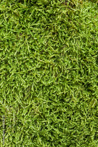 Texture of moss