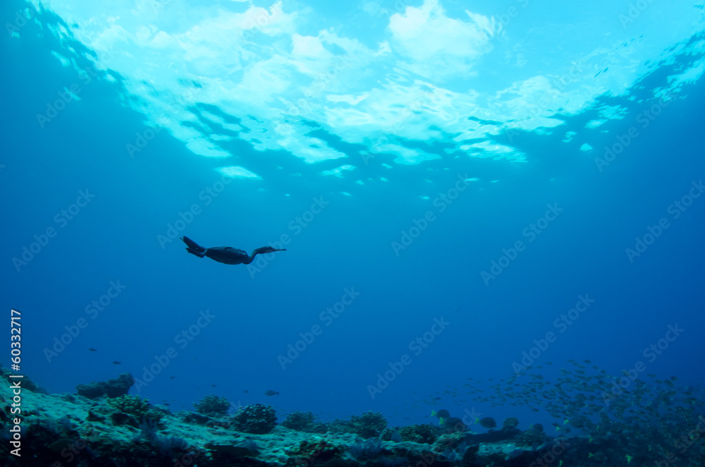 Obraz premium Cornorant diving