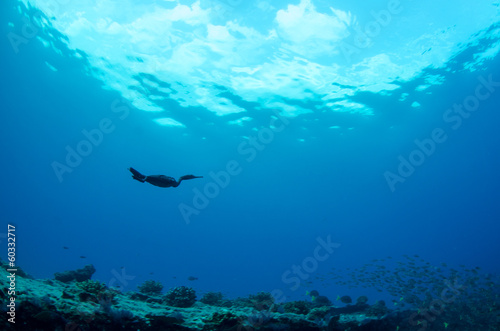 Cornorant diving © leonardogonzalez