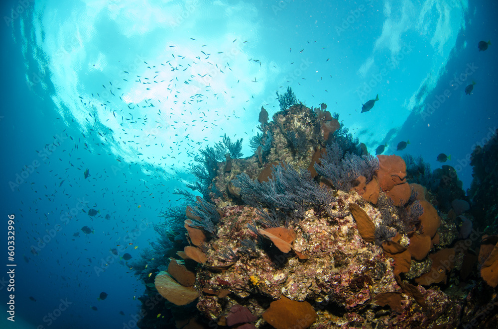 Fototapeta premium Views from pacific reefs