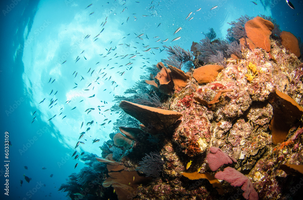 Naklejka premium Views from pacific reefs