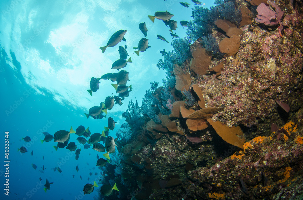 Fototapeta premium Views from pacific reefs