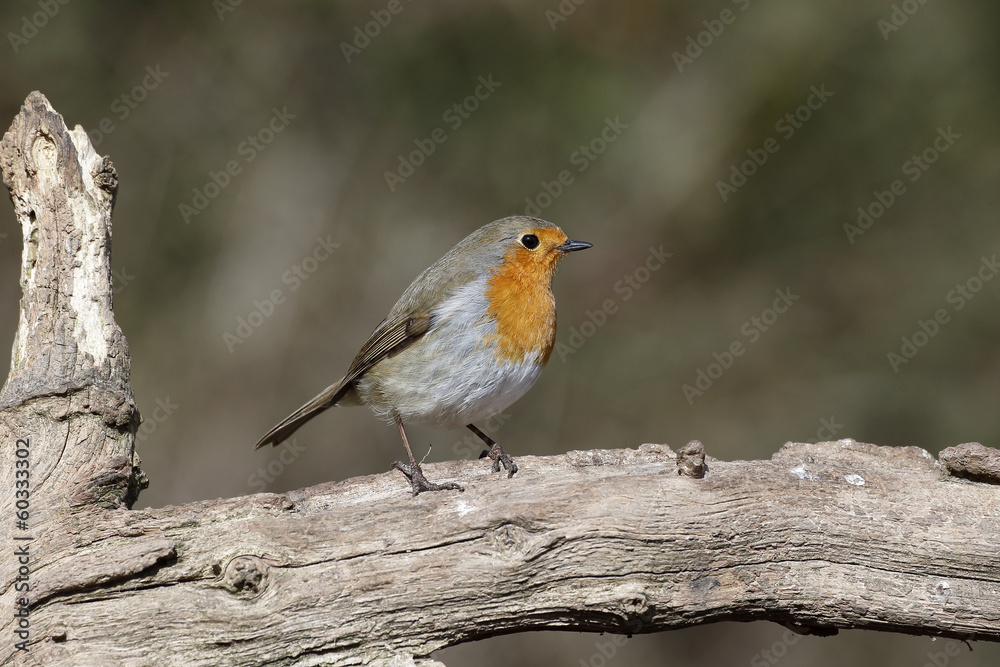 Robin, Erithacus rubecula Robin, Erithacus rubecula