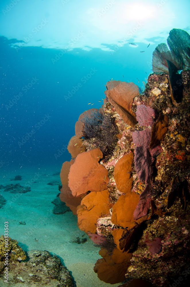 Fototapeta premium Views from pacific reefs