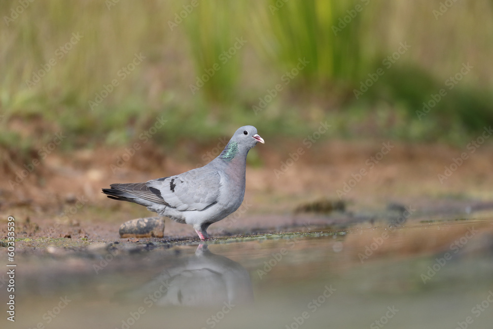 Stock dove, Columba oenas Stock dove, Columba oenas