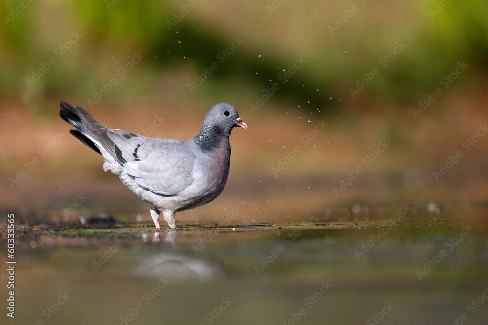 Stock dove, Columba oenas Stock dove, Columba oenas